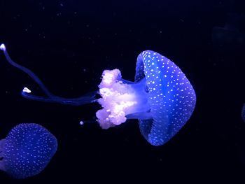 Close-up of jellyfish swimming in water