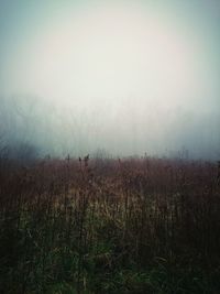 Scenic view of grassy field against sky