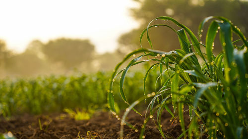 Close-up of crops growing on field