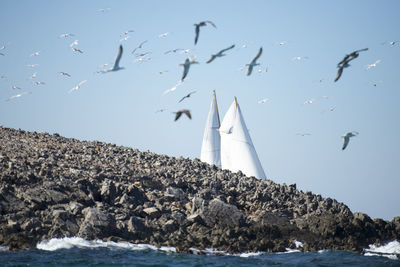 Birds flying over sea against clear sky