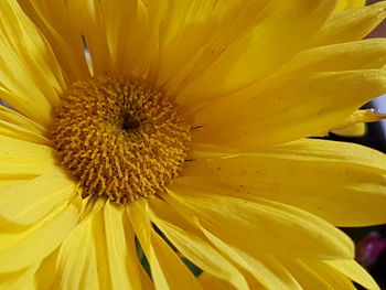 Close-up of yellow flower blooming outdoors