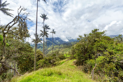 Scenic view of forest against sky