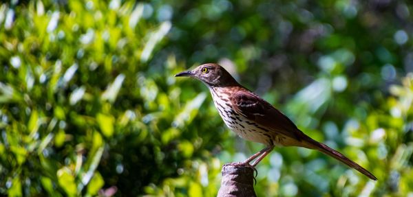 Close-up of bird perching on branch