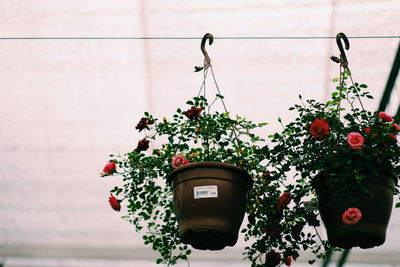 Low angle view of potted plants