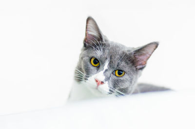 Portrait of cat against white background