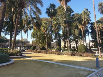 Palm trees in park against clear sky