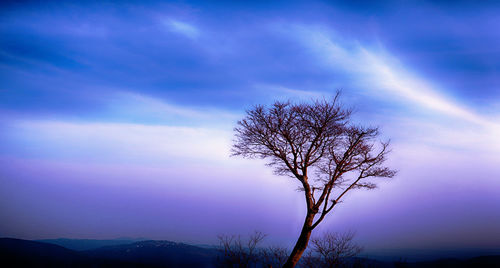 Silhouette bare tree on landscape against blue sky