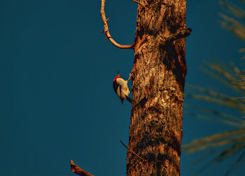 Low angle view of birds on tree trunk against blue sky