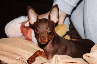 Portrait of chihuahua sitting on bed