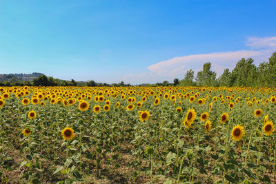 View of flowers growing in field