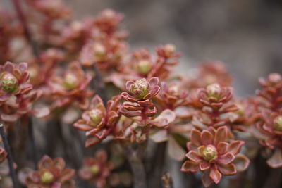 Close-up of pink flowering plants