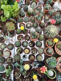 High angle view of potted cactus plants