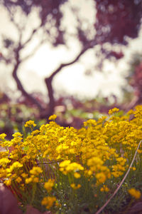 Close-up of yellow flowers