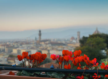 Close-up of orange flowering plants against sky in florence, italy