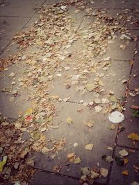 Fallen leaves on road