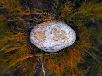 Close-up overhead view of messy field