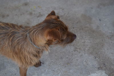 Close-up of dog standing outdoors