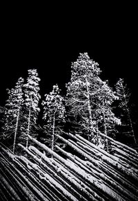 Low angle view of snow covered trees against sky at night