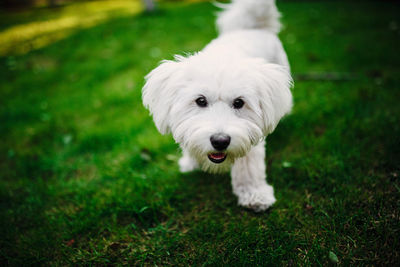 Portrait of a dog on grassland