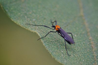 Close-up of insect on wall