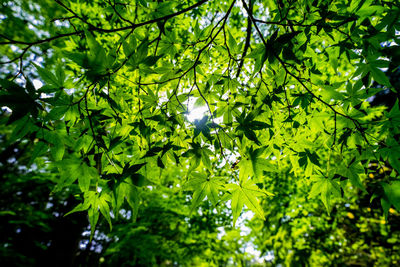 Low angle view of trees