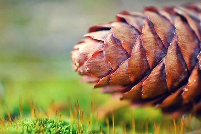 Close-up of fresh leaf