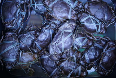 High angle view of crabs in container for sale at market