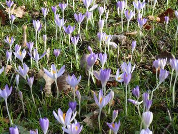 Close-up of purple crocus flowers blooming on field