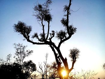 Silhouette of trees on field against sky at sunset