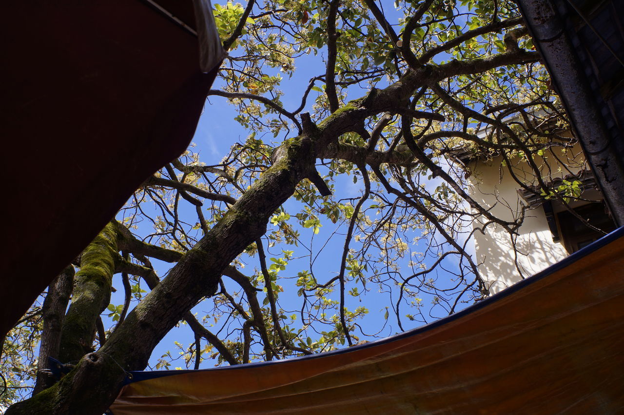 LOW ANGLE VIEW OF TREE