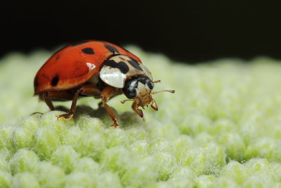 Close-up surface level of a ladybug