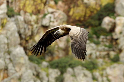 Close-up of eagle flying