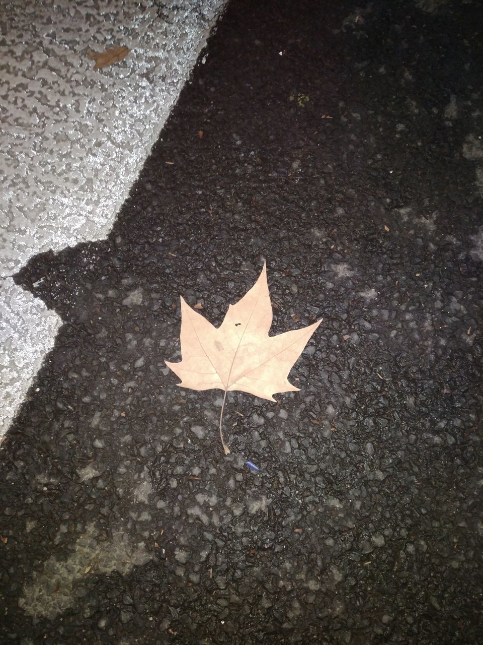 plant part, leaf, autumn, high angle view, maple leaf, nature, change, no people, day, road, falling, asphalt, close-up, dry, street, city, outdoors, directly above, textured, single object, natural condition