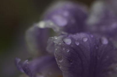 Close-up of wet purple flower