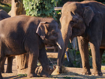 View of elephant in zoo