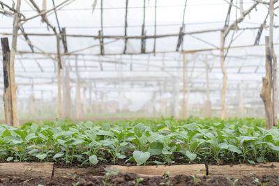 Plants growing in greenhouse