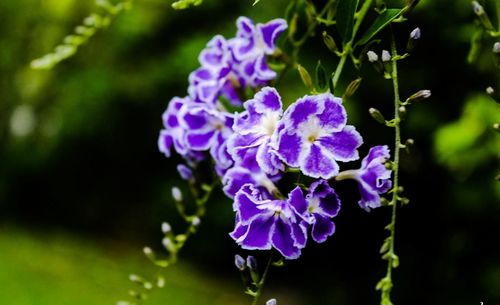 Close-up of purple flowers