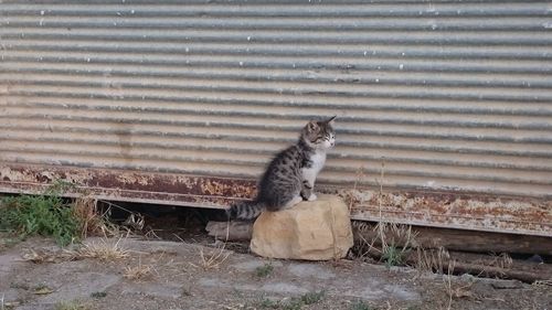 Close-up of cat