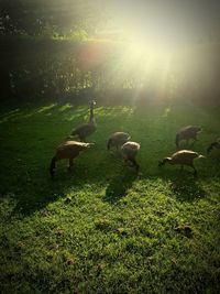 View of birds on field