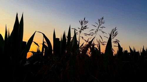 Close-up of silhouette plants on field against sky during sunset