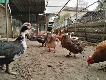 Roster hen birds farm