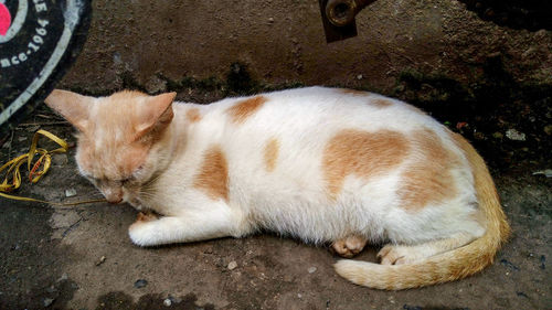 High angle view of ginger cat sleeping