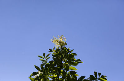 Low angle view of flower tree against clear blue sky