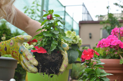 Midsection of woman holding flowers in pot
