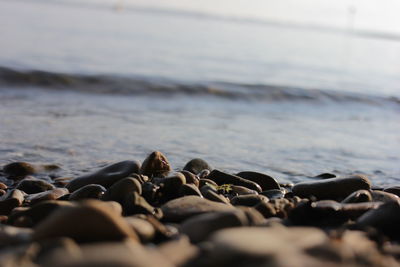 Surface level of pebble beach