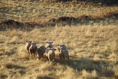 Grass growing on field