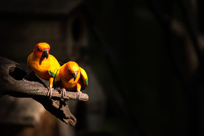 Parrots perching on branch