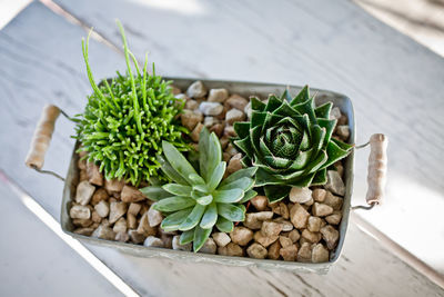 High angle view of potted plant on table