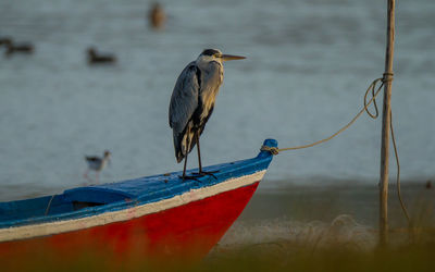 Heron perching on boat against sea