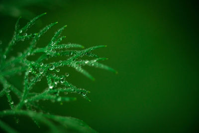 Close-up of fresh green plant against black background